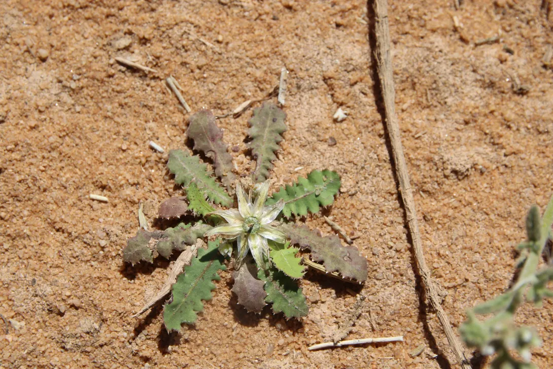 Whole plant