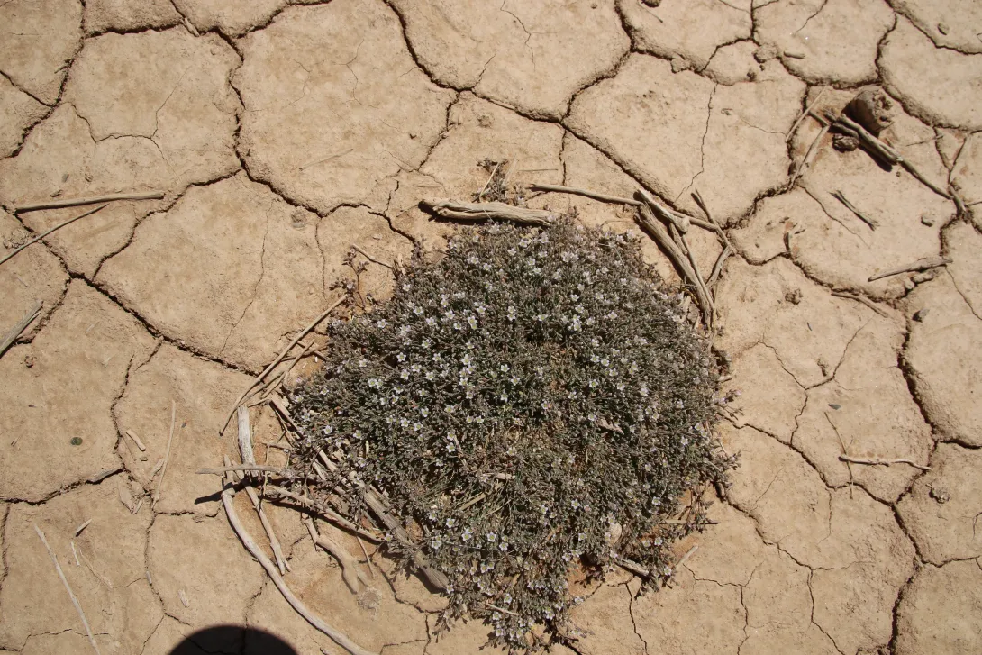 Whole plant