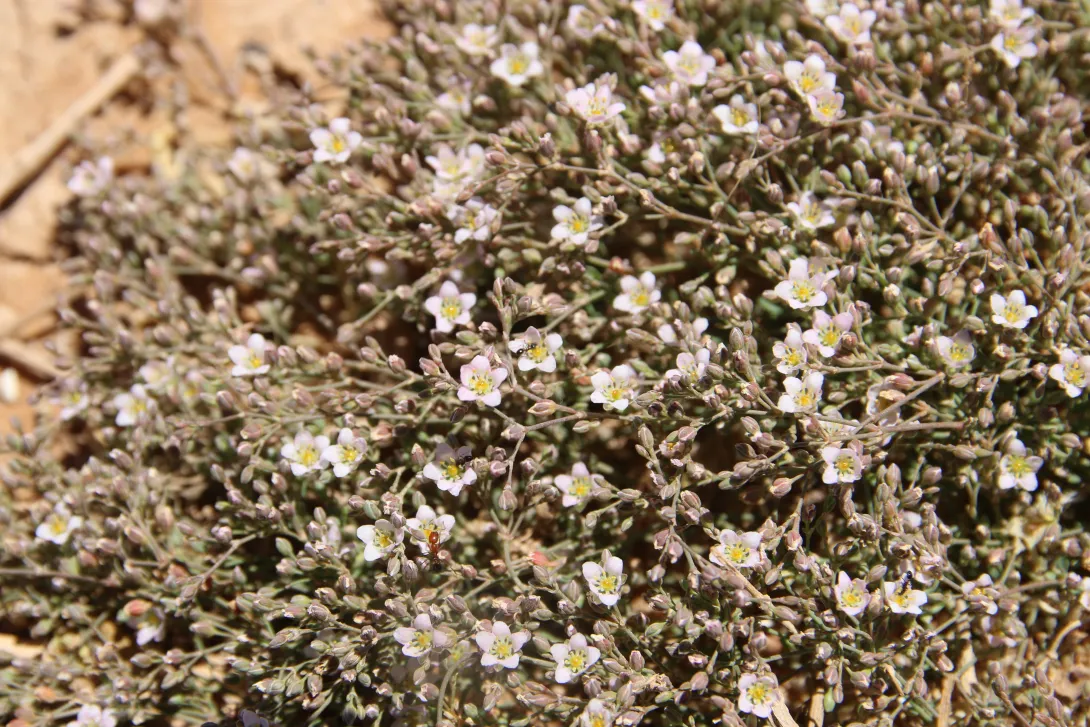 Polycarpaea robbairea flowers