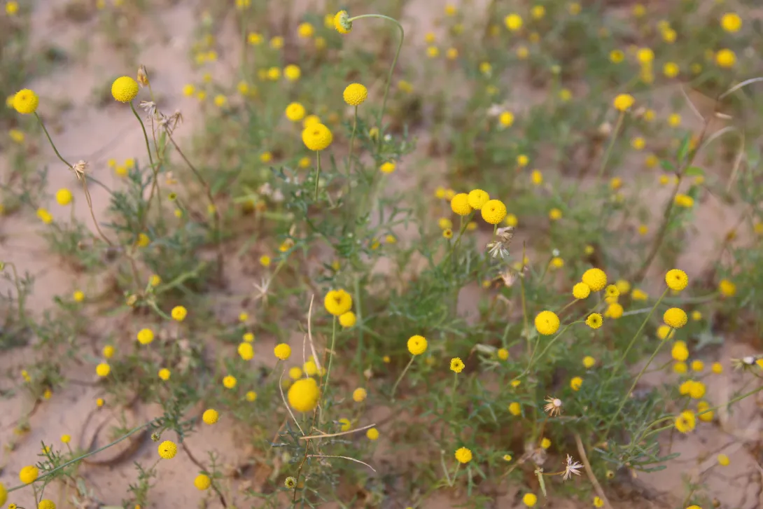 Otoglyphis factorovskyi flowers