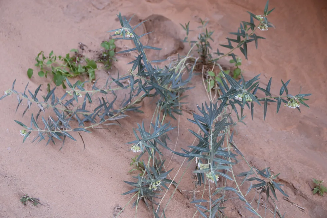 Whole plant