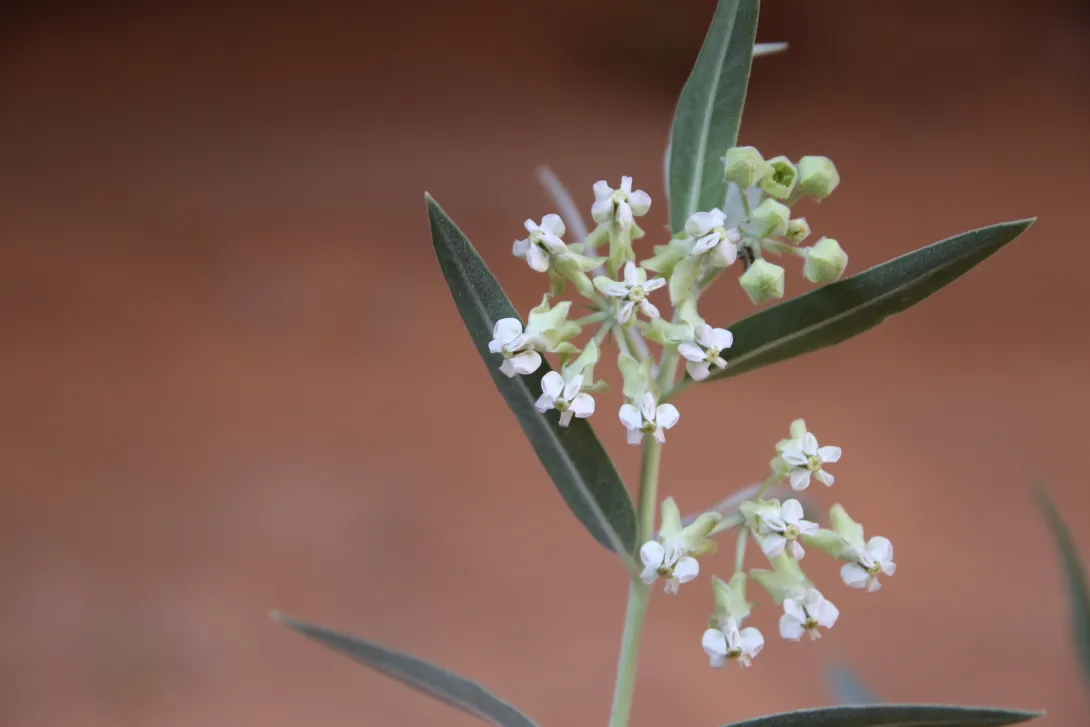 Gomphocarpus sinaicus flowers