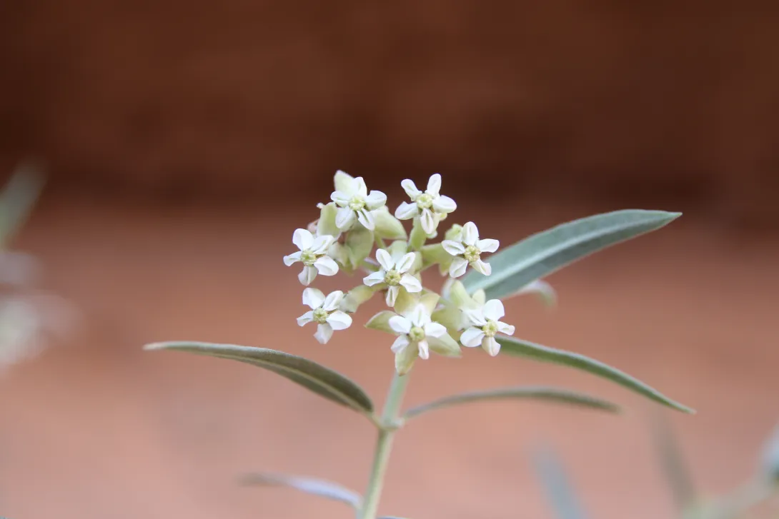 Gomphocarpus sinaicus flowers