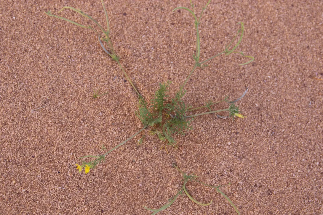 Whole plant