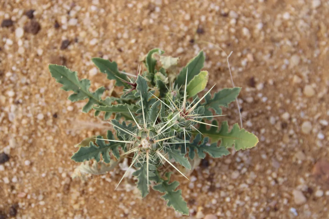 Whole plant