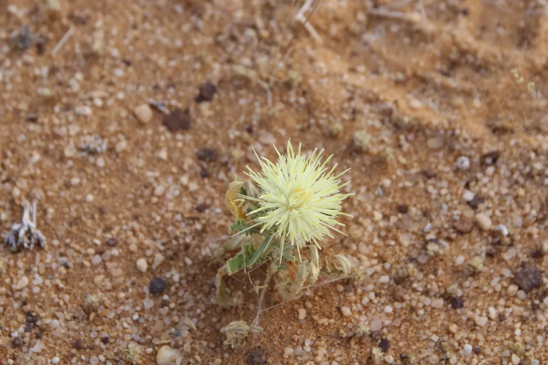 Centaurea scoparia flowers