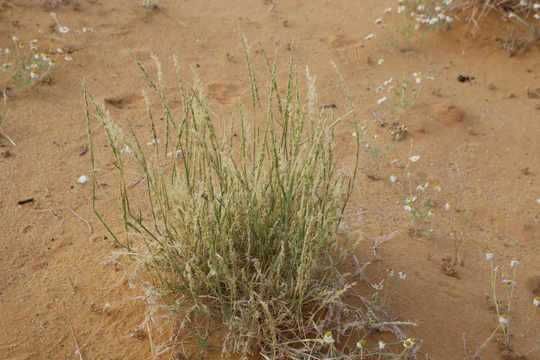 Whole plant