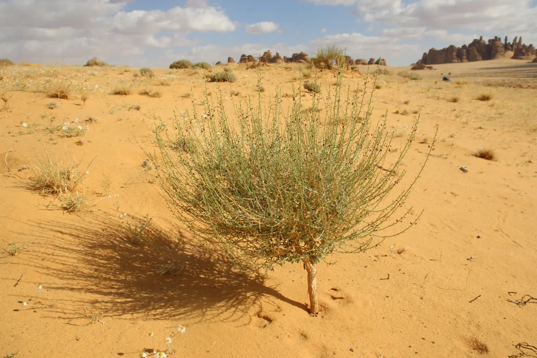 Whole plant
