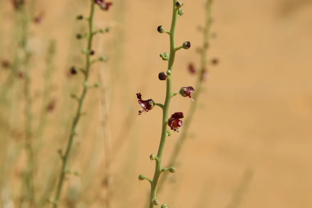 Scrophularia hypericifolia flowers
