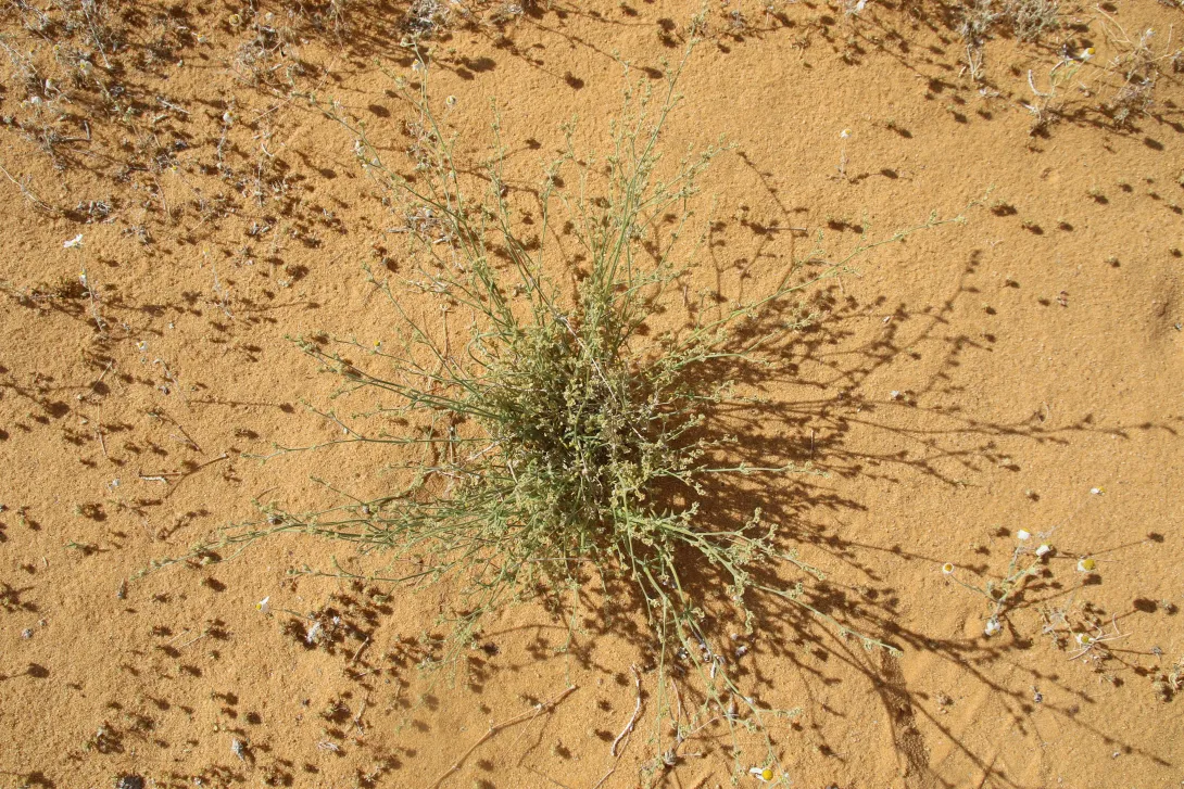 Whole plant