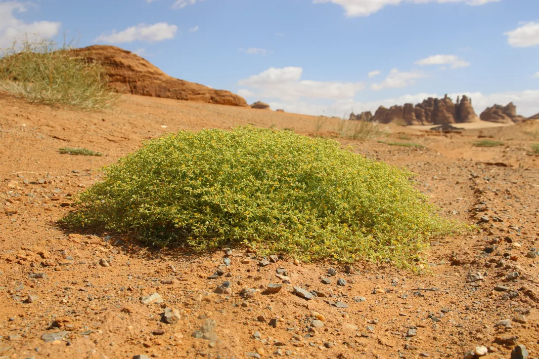 Whole plant