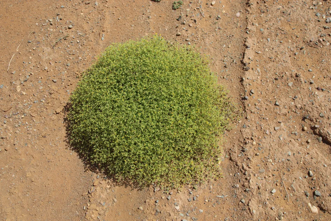 Whole plant