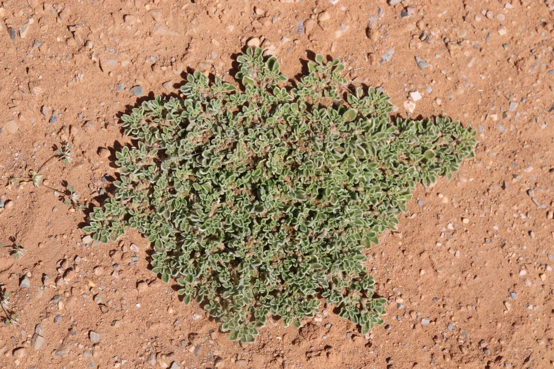 Whole plant