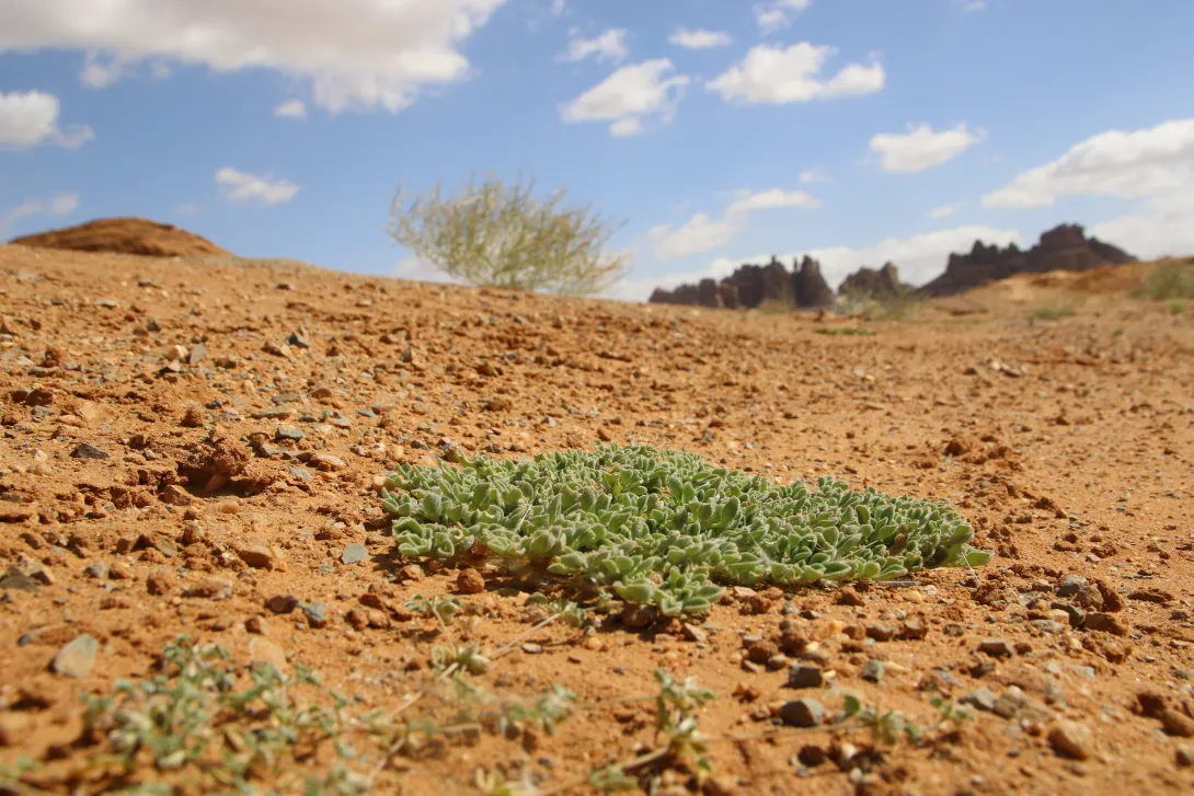 Aizoon canariense in its immediate surroundings