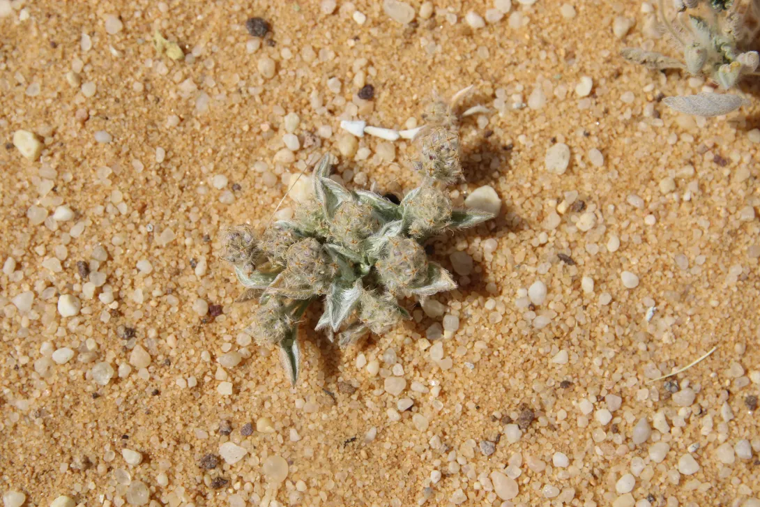 Whole plant