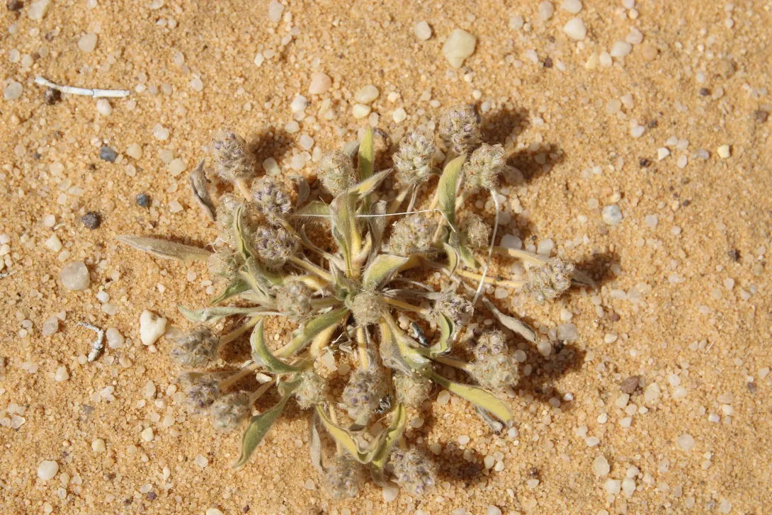 Whole plant