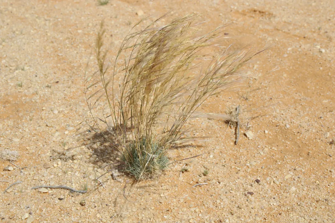 Whole plant