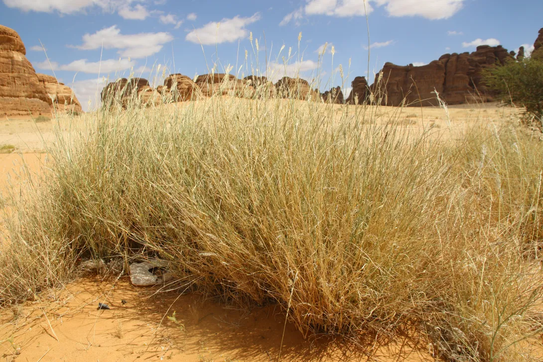 Cenchrus divisus in Wadis and ephemeral flooded depressions