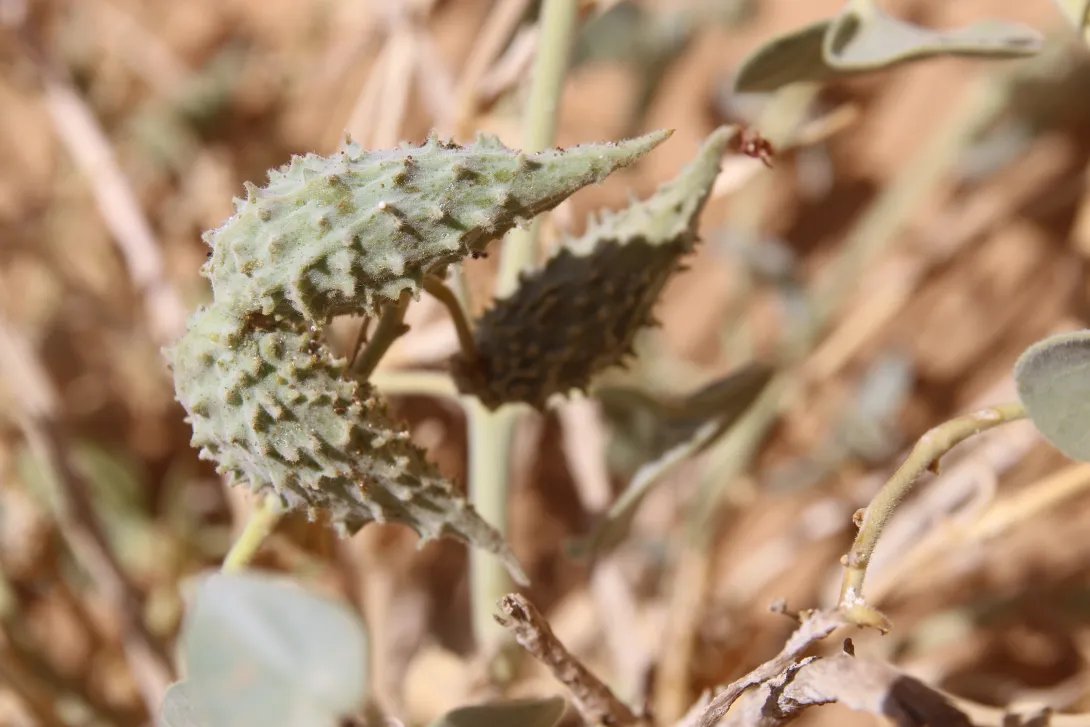 Pergularia tomentosa fruits