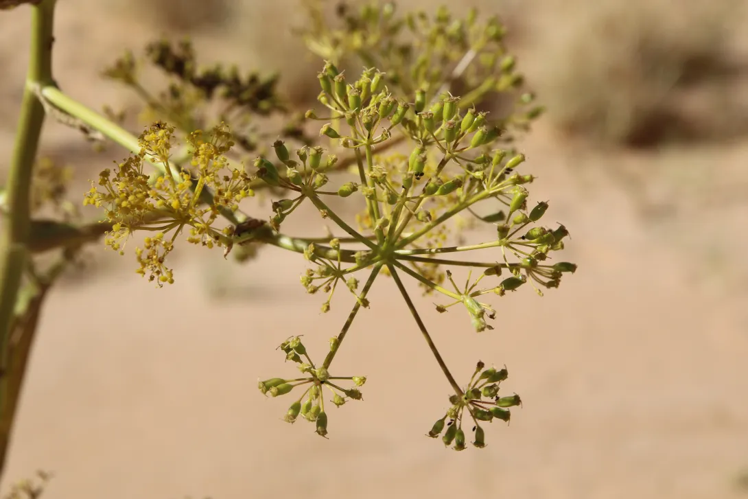 Ferula sinaica flowers and fruits