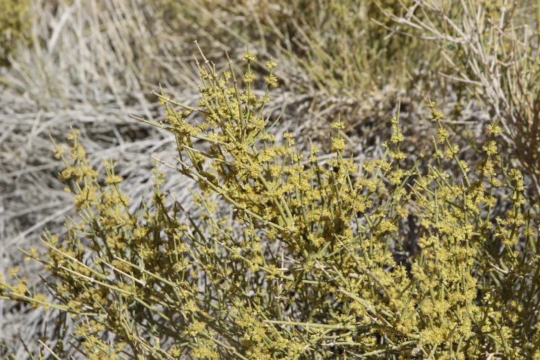 Ephedra alata flowers