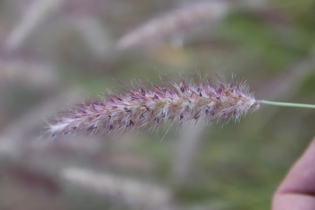 Cenchrus ciliaris fruits