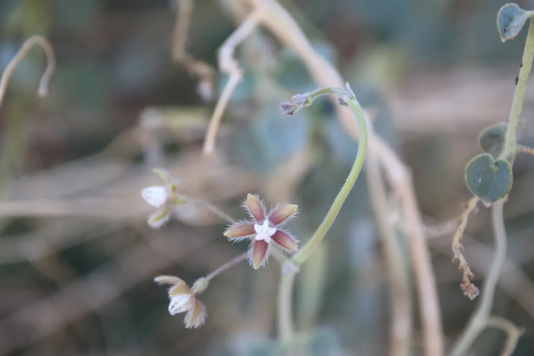 Pergularia tomentosa flower