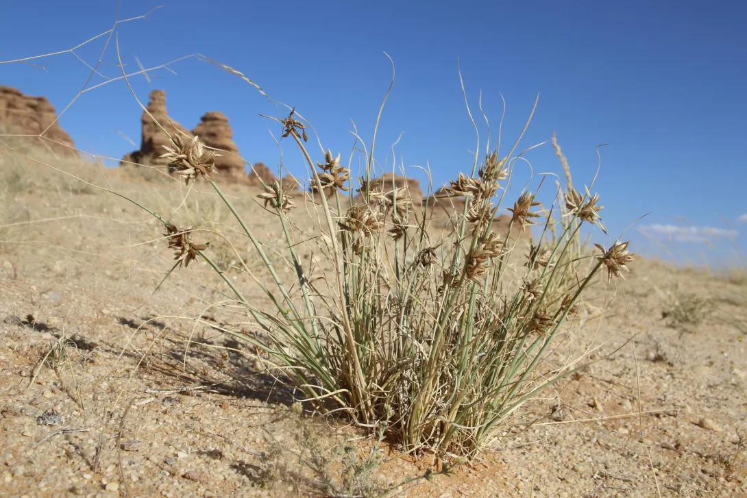 Whole plant