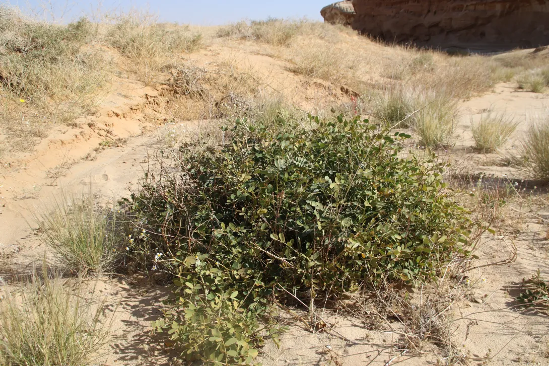 Whole plant