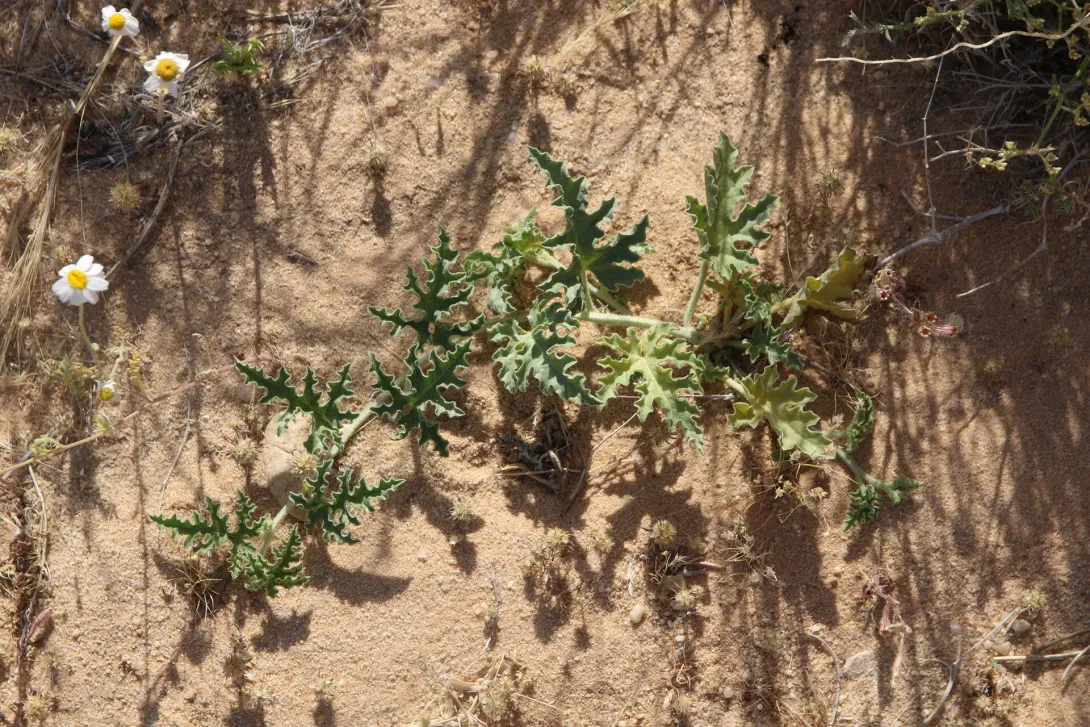 Citrullus colocynthis leaves
