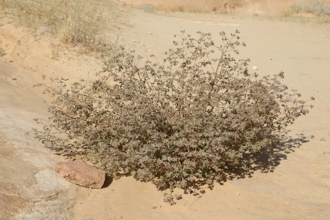 Whole plant