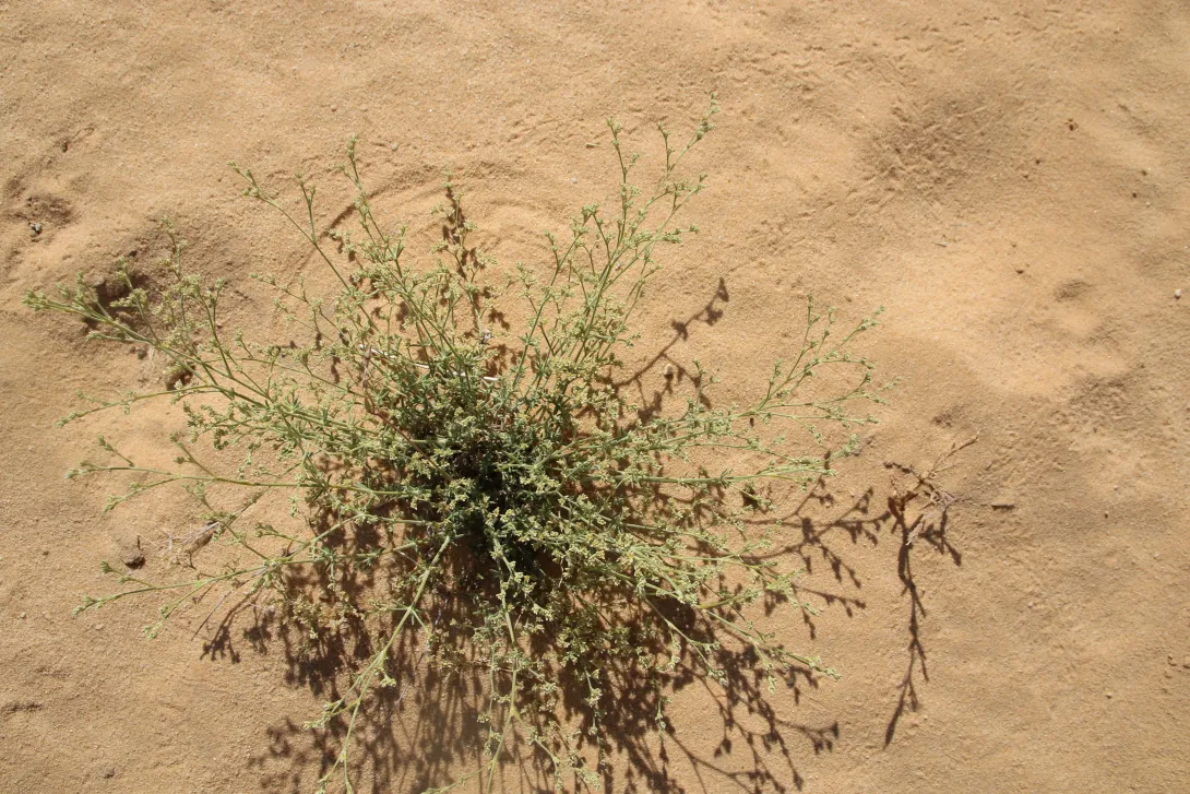 Whole plant