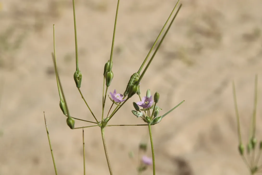 Monsonia nivea flower and fruits