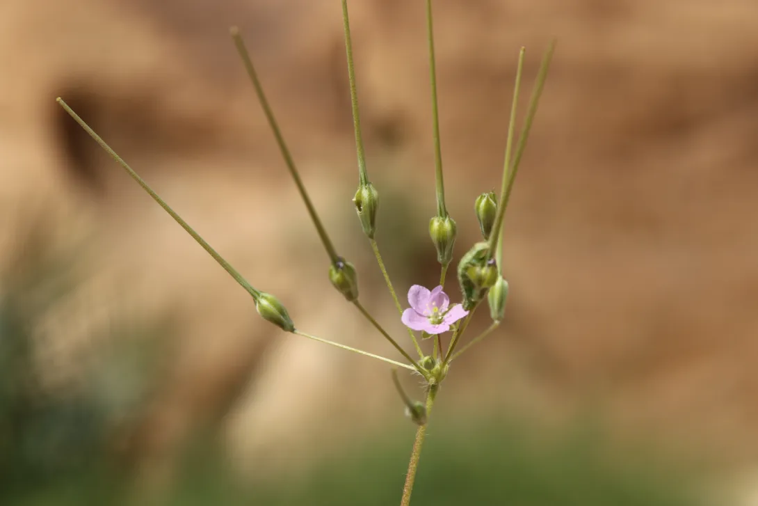 Monsonia nivea flower and fruits