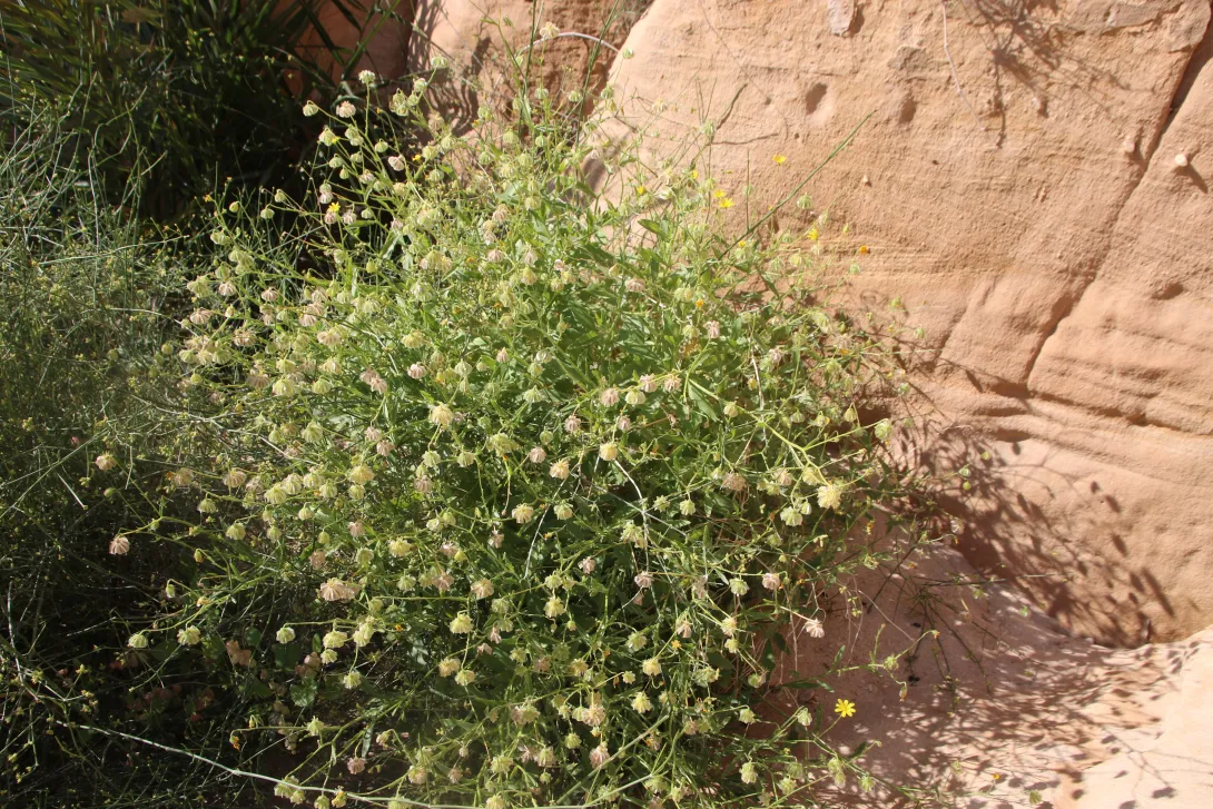 Whole plant