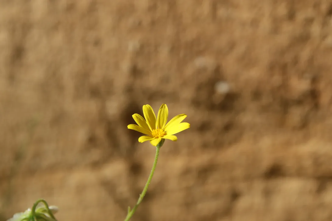 Osteospermum vaillantii flower