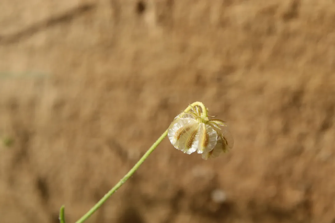 Osteospermum vaillantii fruits