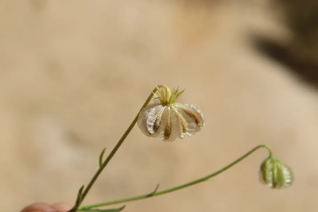 Osteospermum vaillantii fruits