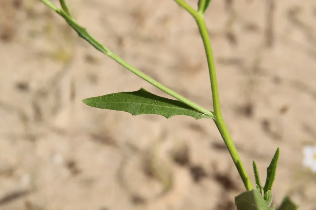 Osteospermum vaillantii leaf