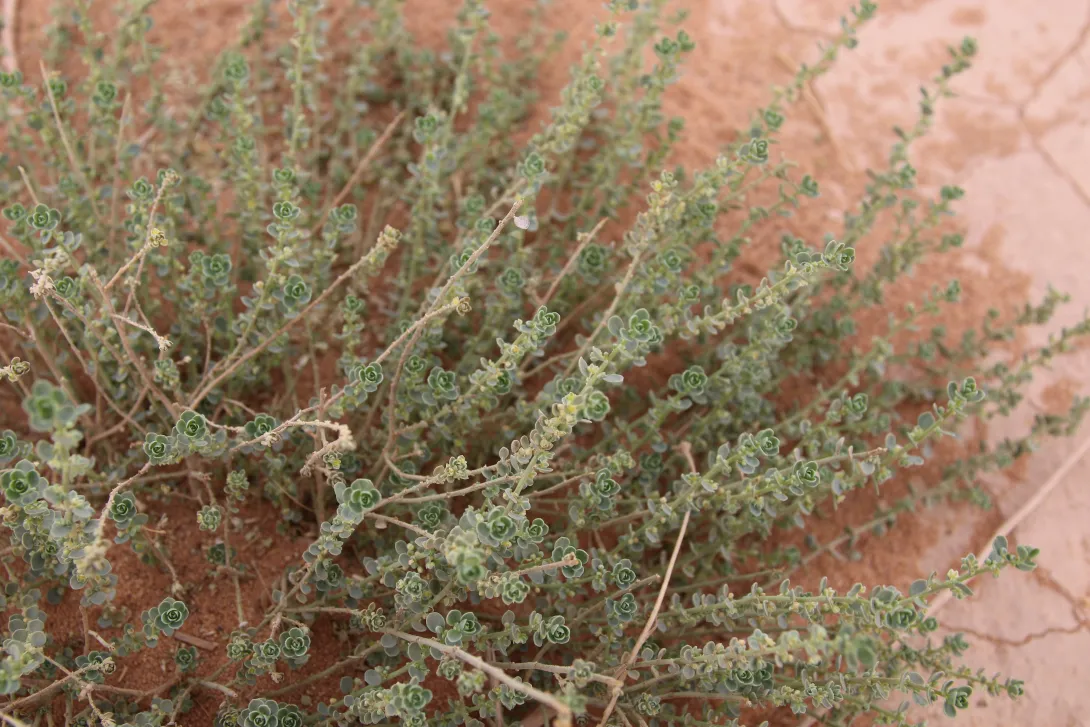 Andrachne telephioides leaves