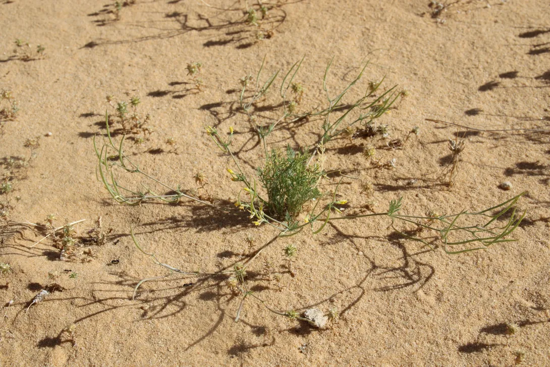 Whole plant