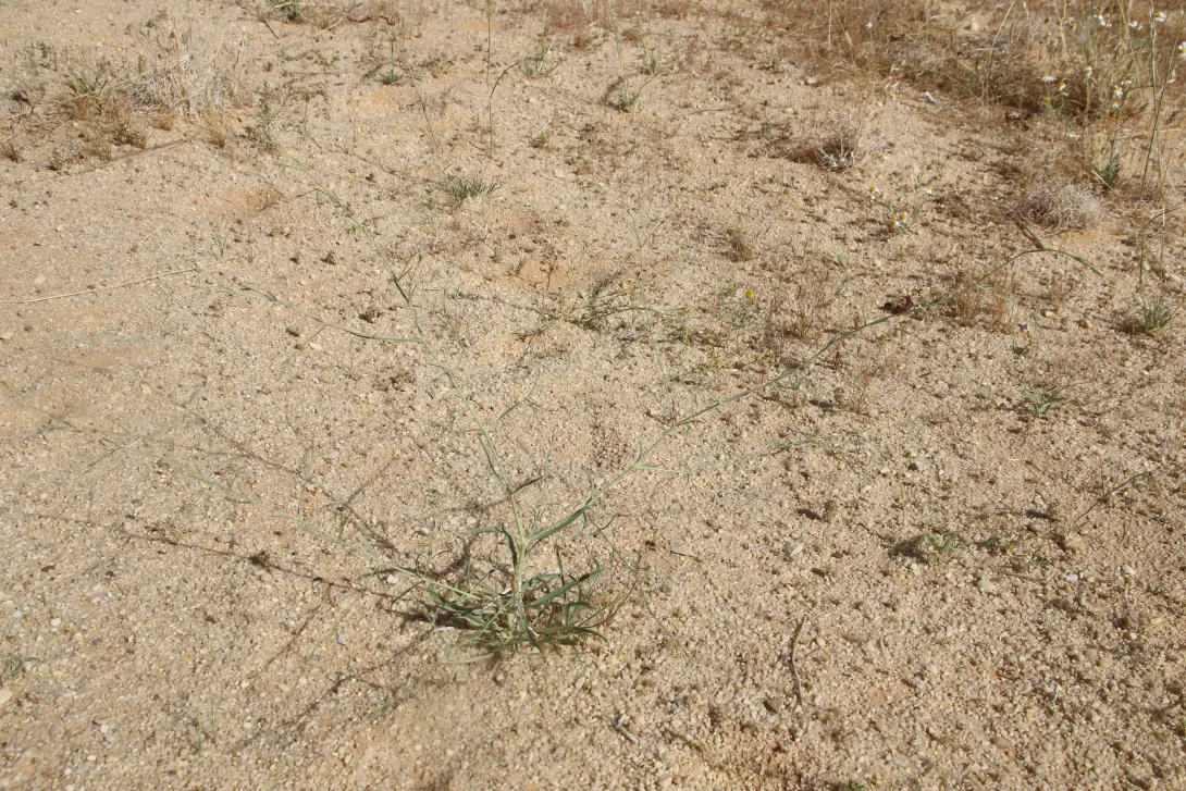 Whole plant
