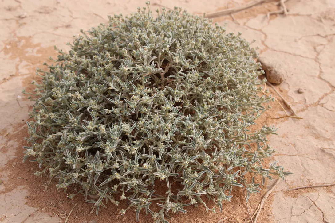 Whole plant
