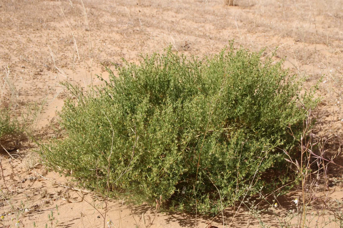 Whole plant