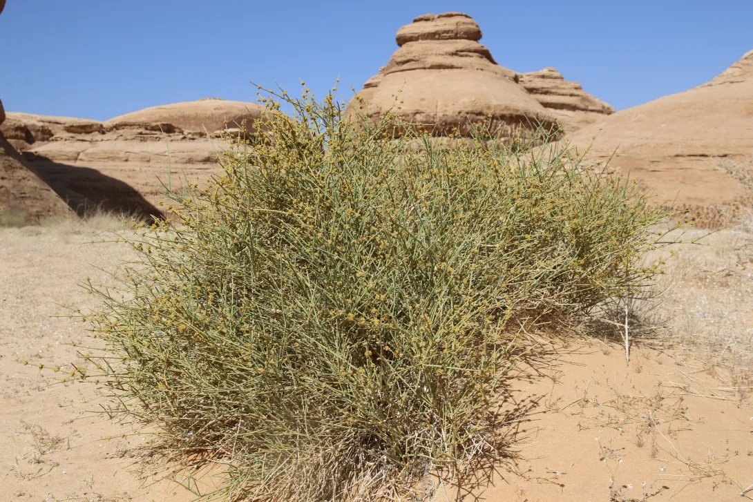 Whole plant