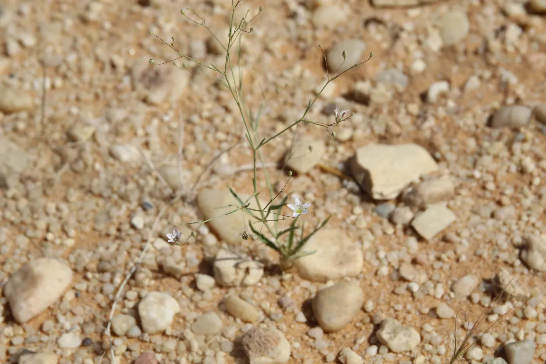 Whole plant