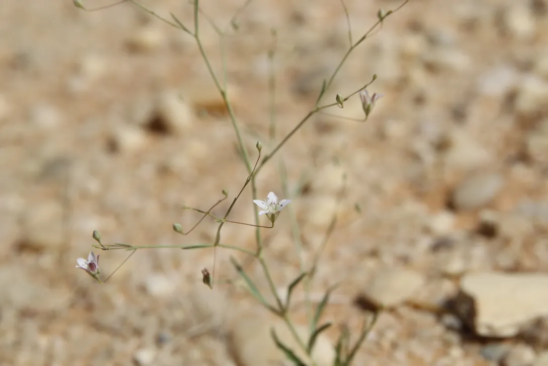 Whole plant