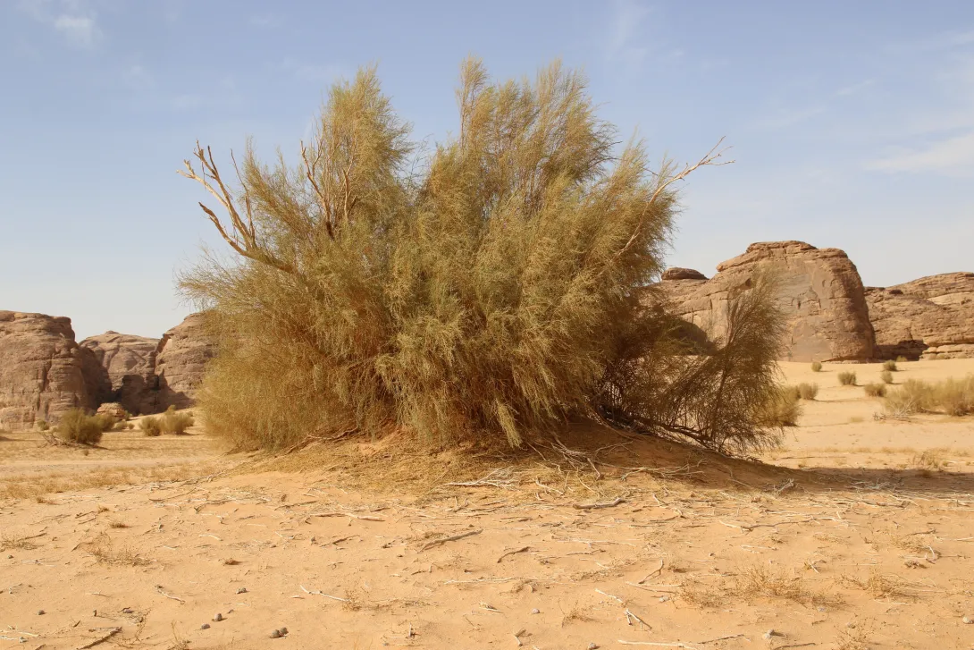 Whole plant
