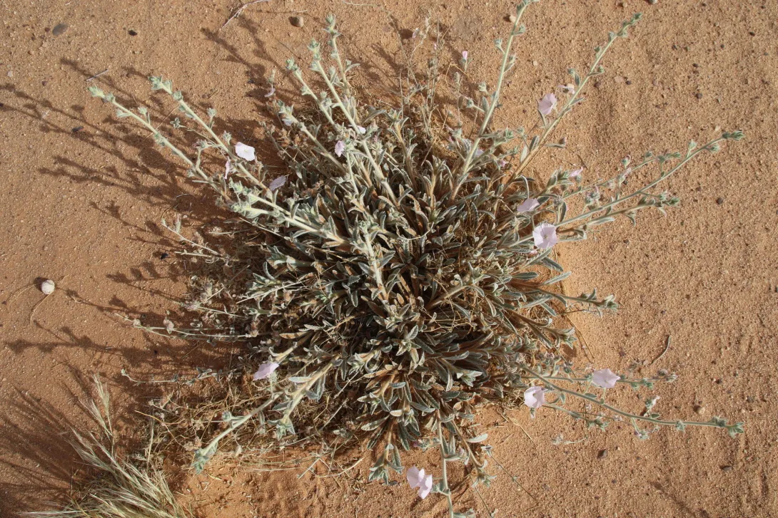 Whole plant and leaves