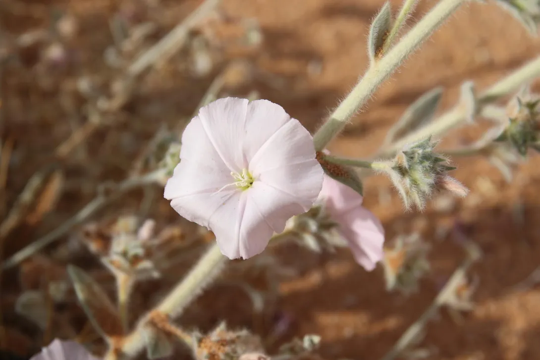 Convolvulus spicatus flower